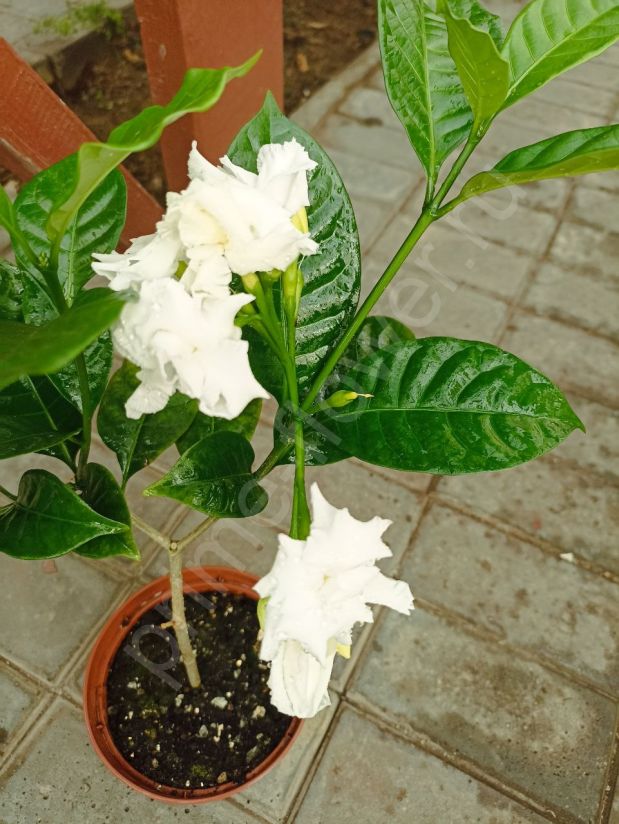 Табернемонтана