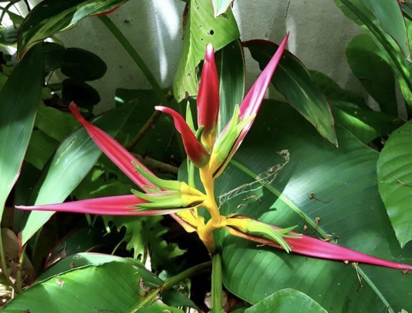 Heliconia AEMYGDIANA или Геликония Эмигдия