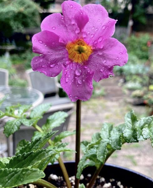 Incarvillea grandiflora (Инкарвиллея крупноцветковая)