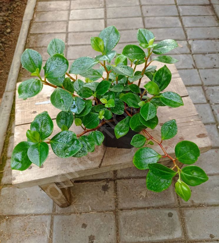 Пеперомия Глабелла (Головатая)