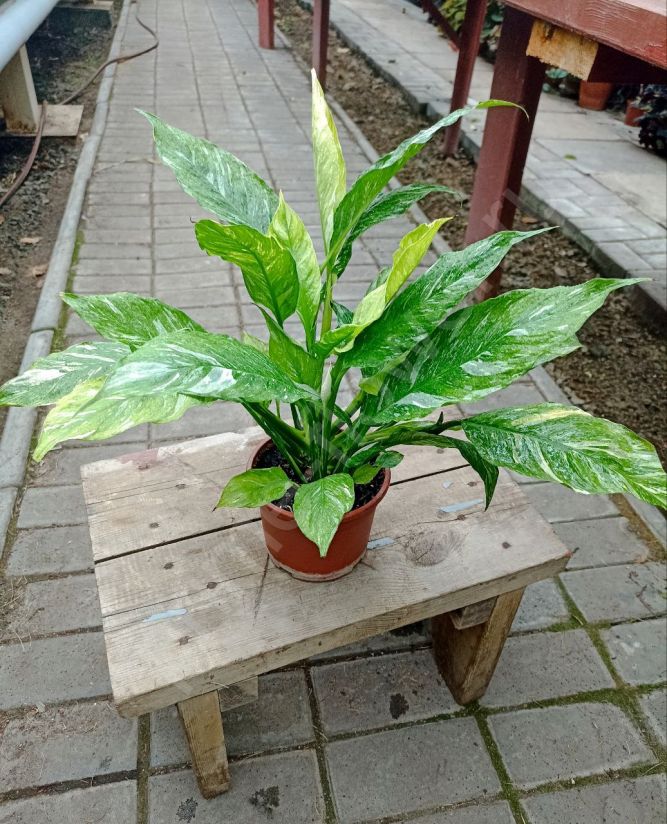 Спатифиллум домино "Женское счастье"