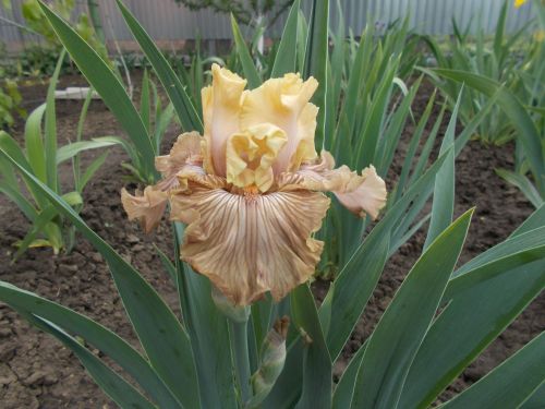 JUST CRAZY  (Блайз 07 )