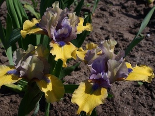 MAGNETIC STORM. Wood, 06