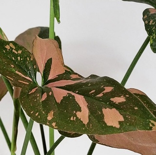 Сингониум RED SPOT