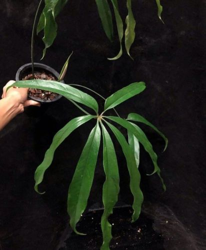 Anthurium Pentaphyllum