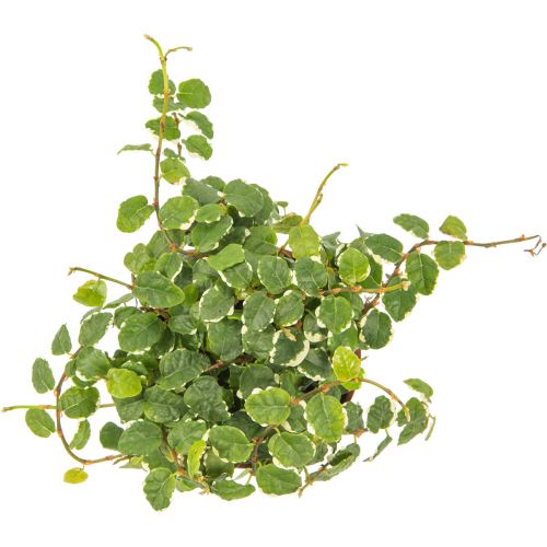 Ficus Pumila White Sonny