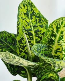 DIEFFENBACHIA MACULATA 'REFLECTOR'