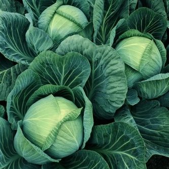 Капуста белокочанная ГАЛАКСИ F1, 1.000 семян