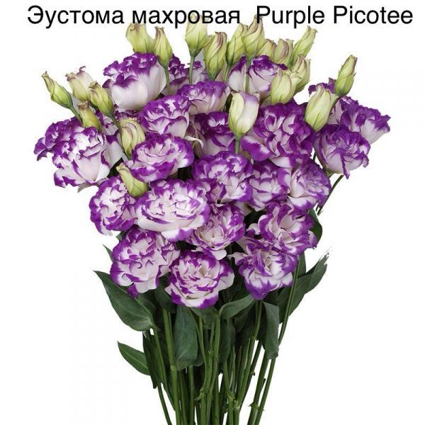 Эустома махровая Purple Picotee