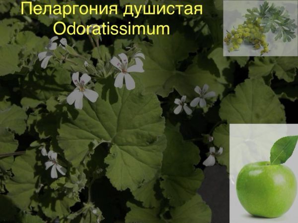 Пеларгония душистая Odoratissimum