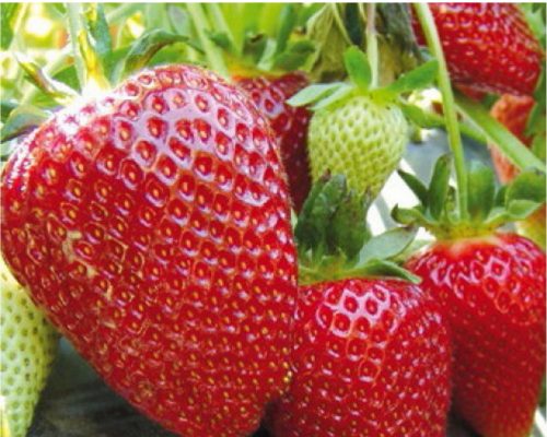 Клубника ПЕРЧИНКЬЮ