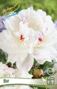 ​Пион Вог (VOGUE), 2/3 n, 1 шт