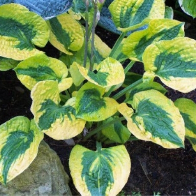 Хоста Глэд Рэгс (Glad Rags)