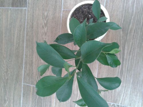 Ficus microcarpa Silver Blue