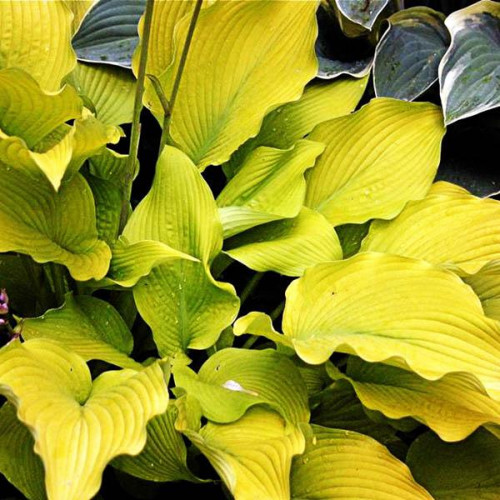 Sun Power (Сан Пауэр)