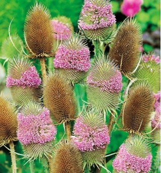 Ворсянка посевная (Dipsacus sativus) Lilac, 1г семян