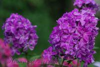 Флокс 'Гордость России' / Phlox 'Gordost Rossii'