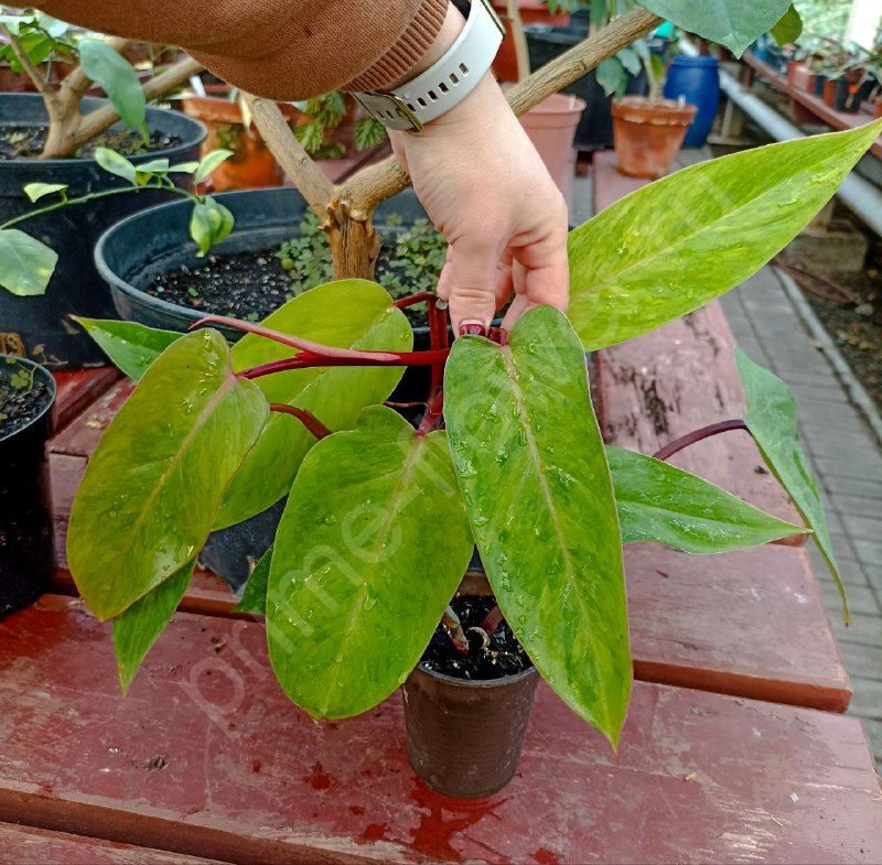 Филодендрон Краснеющий