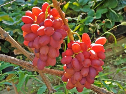 Виноград столовый Богема