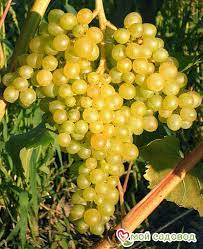 Виноград столовый Маркиз (Кишмиш)