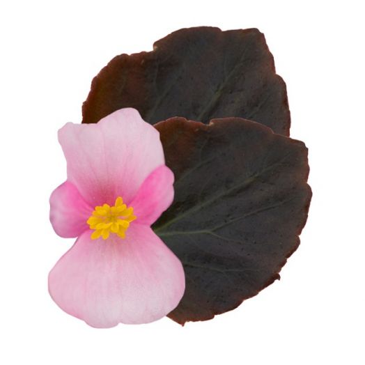 Бегония вечноцветущая (Begonia semperflorens) Senator Cherry Blossom F1 , 250 драже