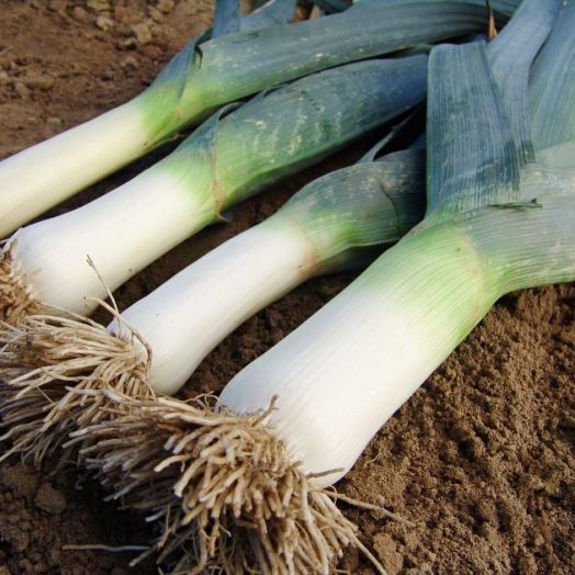 Лук-порей Элефант МС, 5г семян