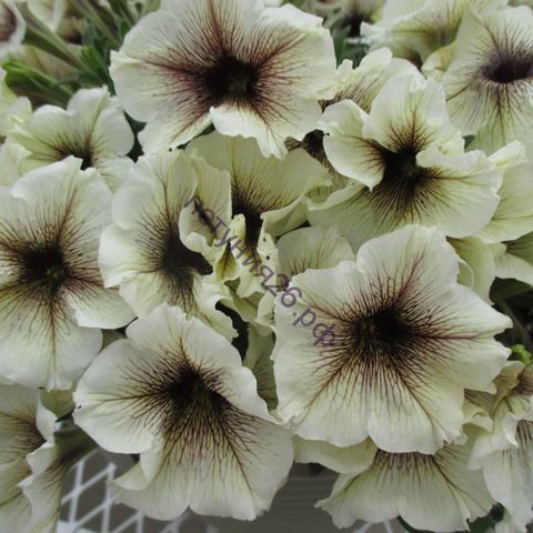 ПЕТУНИЯ DESIGNER CAPPUCCINO