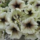 ПЕТУНИЯ DESIGNER CAPPUCCINO