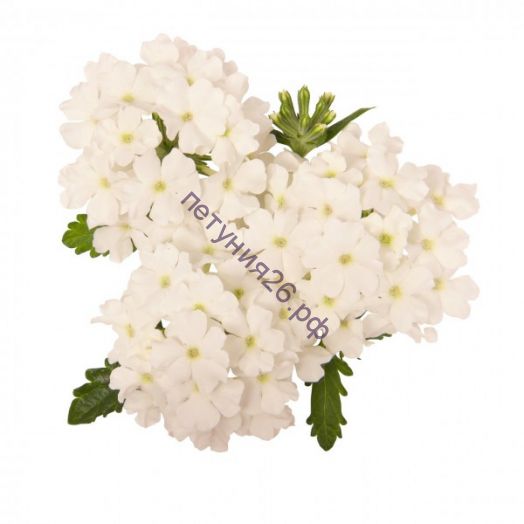Вербена Empress Sun White