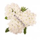 Вербена Empress Sun White