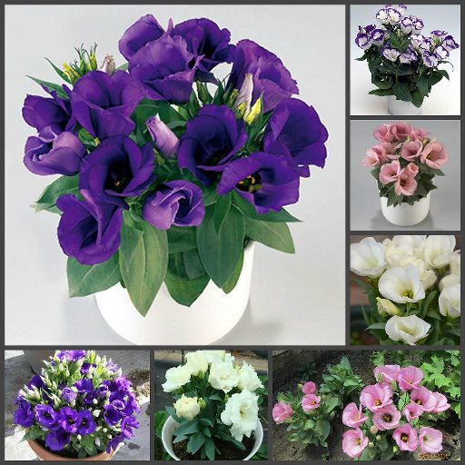 Эустома(Лизиантус) (Eustoma grandiflorum) Carmen Mix, 50 драже