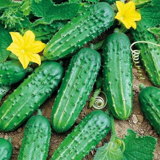 Огурец пчёлоопыляемый Валдай F1, 50шт семян