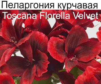 Пеларгония курчавая Toscana Florella Velvet