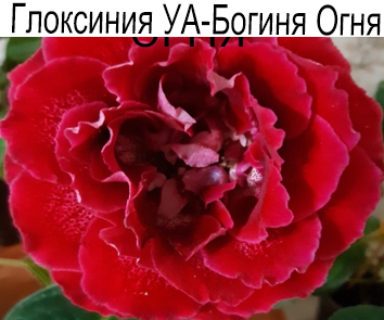 Глоксиния УА-Богиня Огня