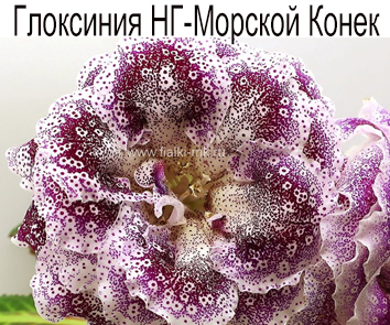 Глоксиния НГ-Морской Конек