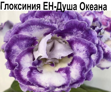 Глоксиния ЕН-Душа Океана  НОВИНКА