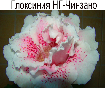 Глоксиния НГ-Чинзано