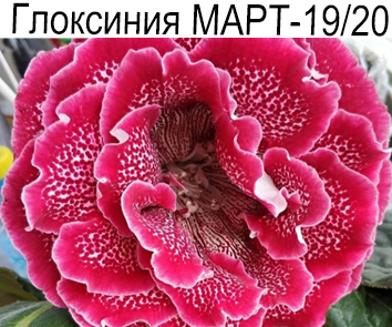 Глоксиния МАРТ-19/20