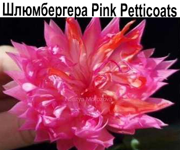 Шлюмбергера Pink Petticoats