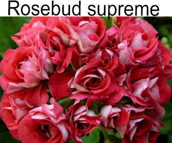 Пеларгония розебудная Rosebud Supreme взрослое растение