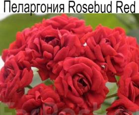 Пеларгония розебудная Rosebud Red взрослое растение