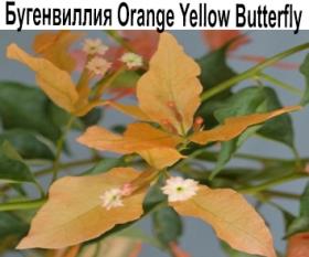 Бугенвиллия Orange Yellow Butterfly