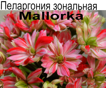 Пеларгония зональная Mallorka