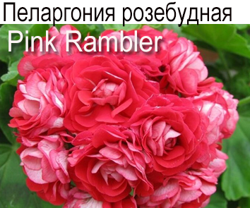 Пеларгония розебудная Pink Rambler