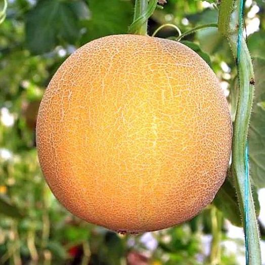 Дыня ЗЛАТО СКИФОВ F1, 25г семян