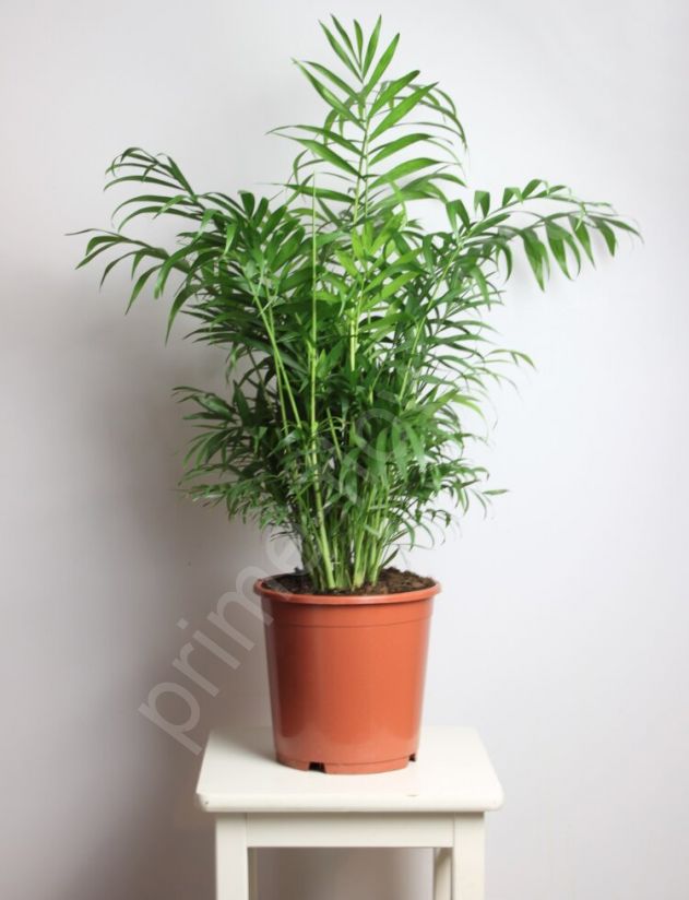 Пальма "Хамедорея" изящная
