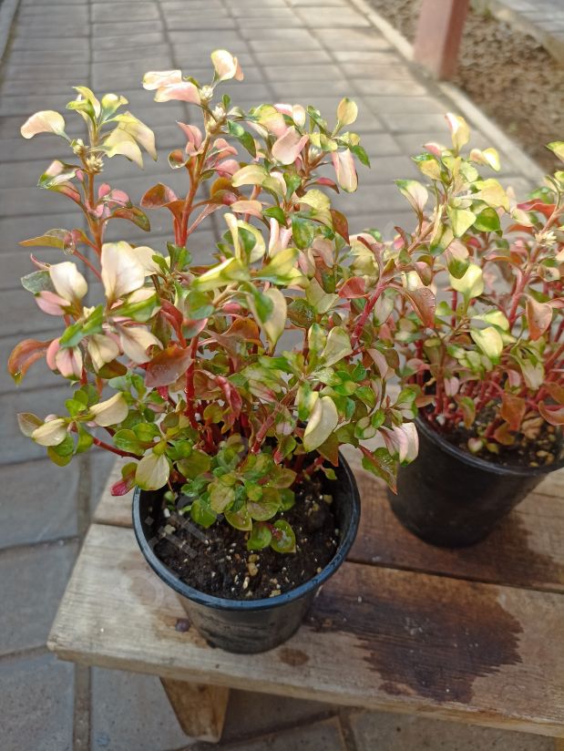 Альтернатера