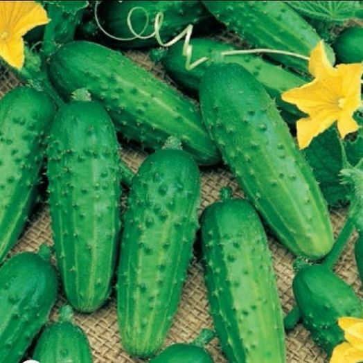 Огурец ЗАНАЧКА F1, 250 семян