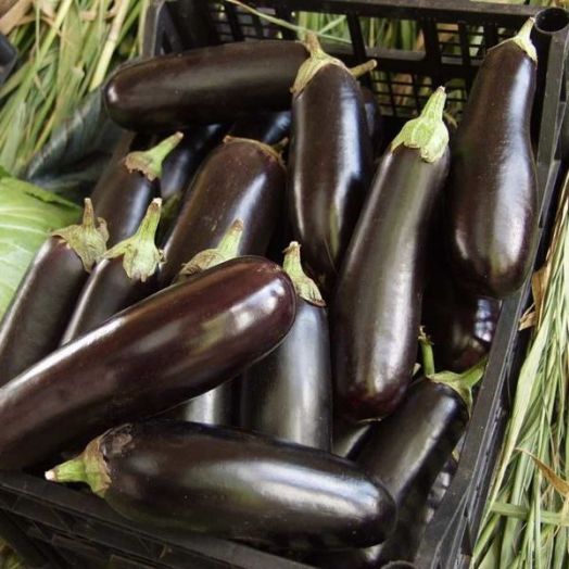 Баклажан Фарама F1, 50шт семян