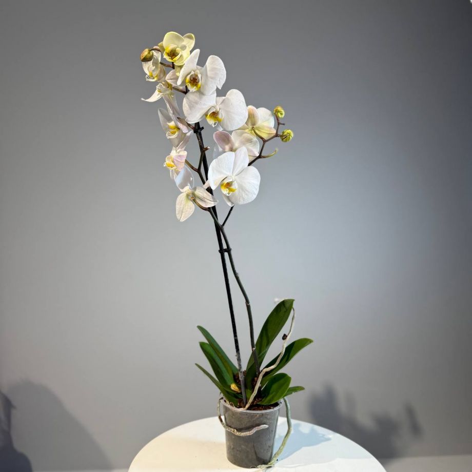 Орхидея Фаленопсис  Микс by-5 12/55